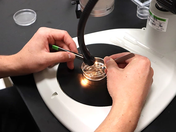 closeup of hands, working on object under microscope