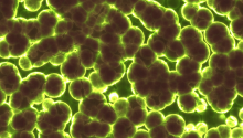 A close up photo of green and brown circular bacteria